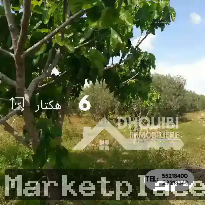 Rahba Tunisie Meilleur Agence Immobiliere Kairouan