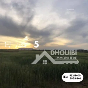 Terrain Agricole a Vendre – Hammad-Kairouan