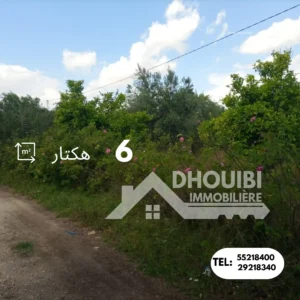 سانية 6 هكتارات للبيع بالقيروان – ferme 6 hectar a vendre a kairouan