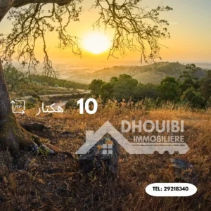 10 Hectares à Vendre Ghabet Kairouan 10 هكتارات للبيع في منطقة الغابات