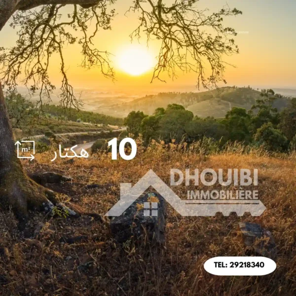 10 Hectares à Vendre Ghabet Kairouan 10 هكتارات للبيع في منطقة الغابات