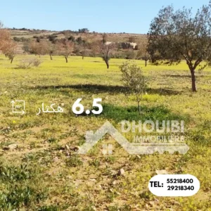 6.5 hectar Terrain Agricole a Vendre a Kairouan