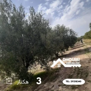 Terrain Agricole 3 hectar a Vendre a kairouan