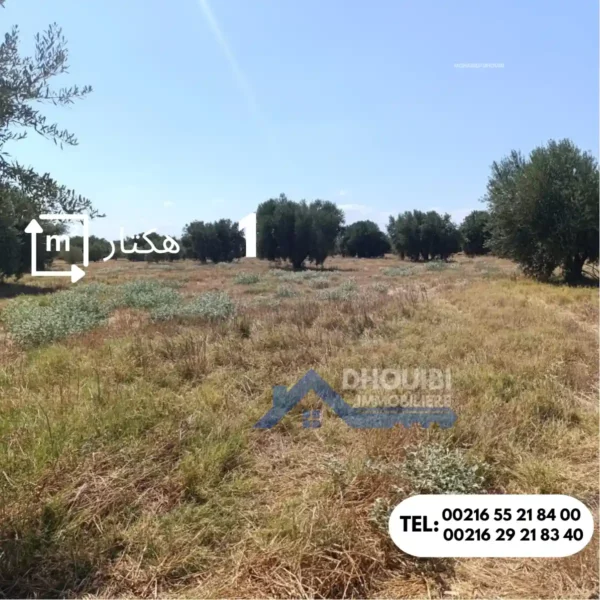 1 hectar a vendre kairouan